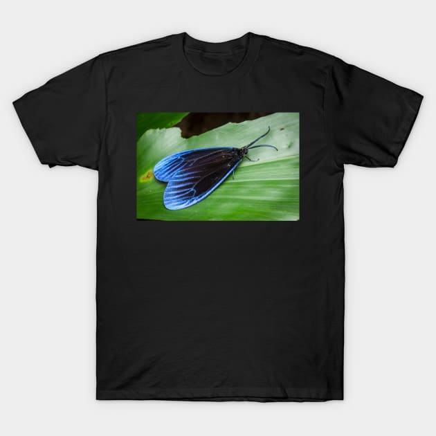 A gorgeous Pompelon marginata with shiny blue wing tips! T-Shirt by AvonPerception